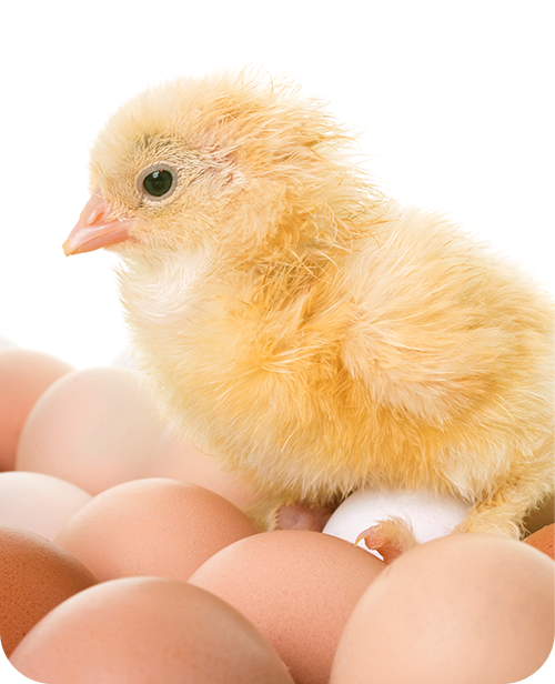 resource/images/df6ac30c087c4a4e8cba5c0fd7b2712f_12.png 動物營養(yǎng)
